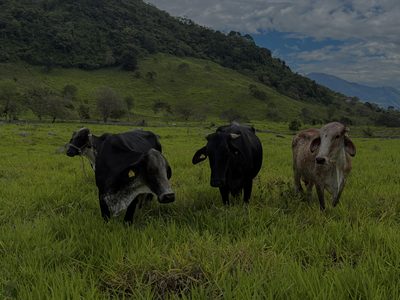 Bovino en potrero
