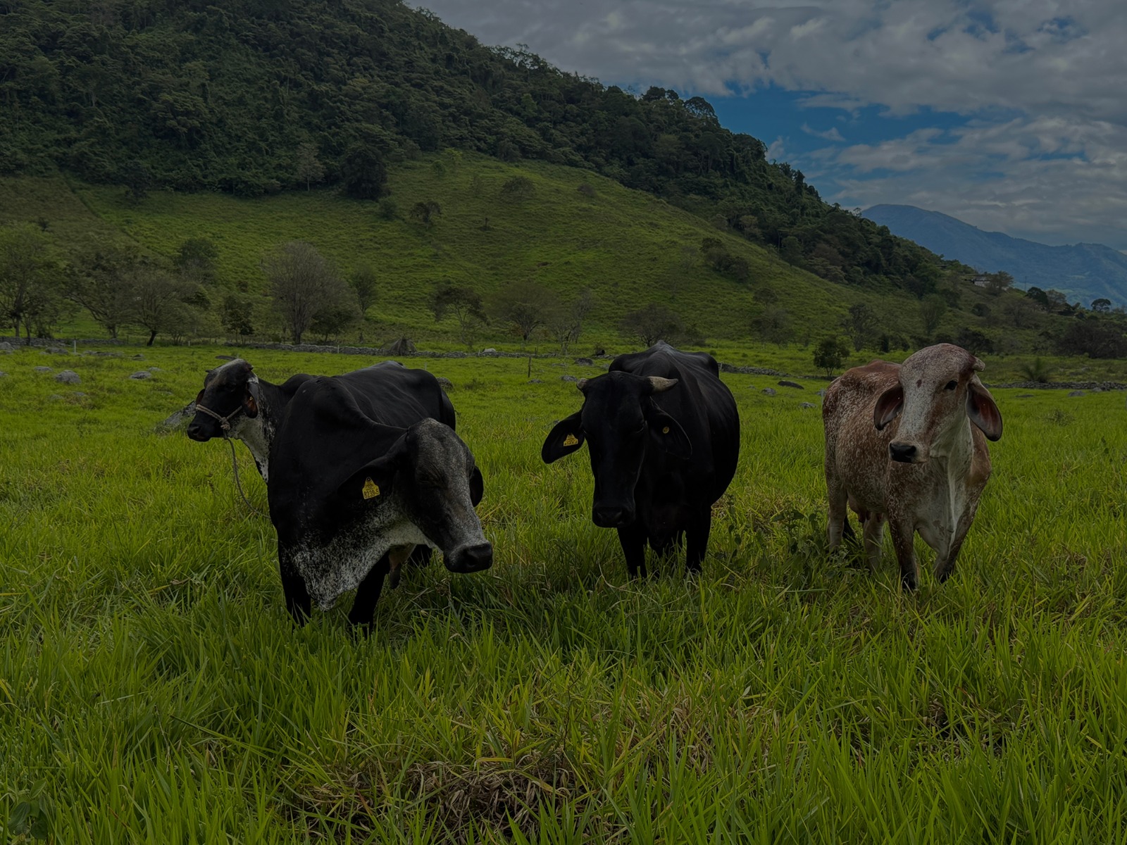 Manejo nutricional bovino
